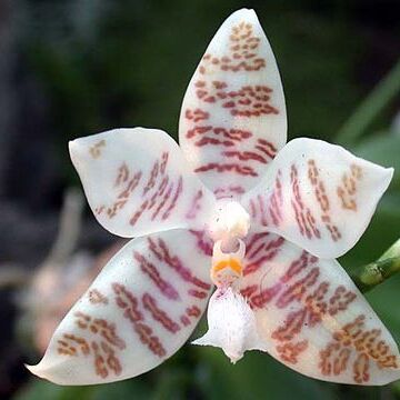 Phalaenopsis hieroglyphica unspecified picture