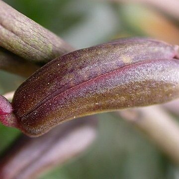 Acianthera atropurpurea unspecified picture