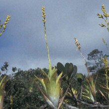 Catopsis berteroniana unspecified picture