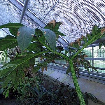 Amorphophallus mulleri unspecified picture