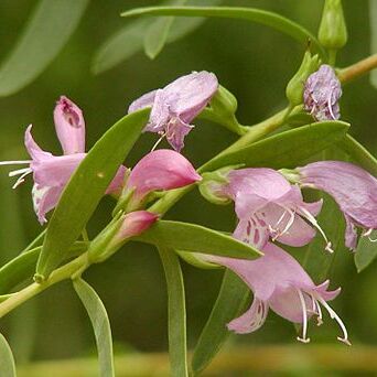 Eremophila unspecified picture