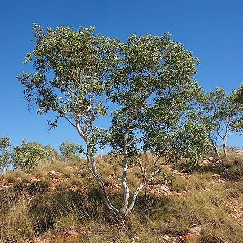 Eucalyptus leucophloia unspecified picture