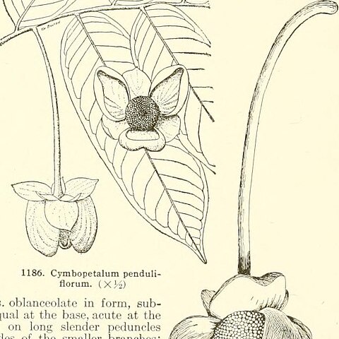 Cymbopetalum penduliflorum unspecified picture