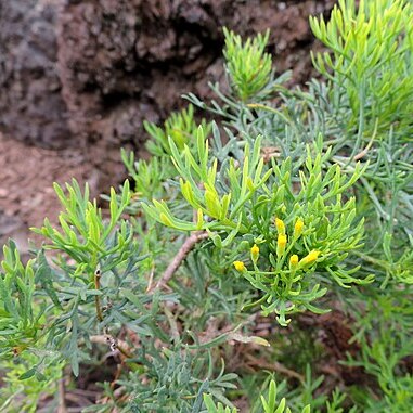 Bethencourtia hermosae unspecified picture