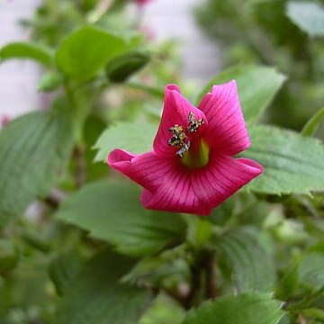 Geranium arboreum unspecified picture