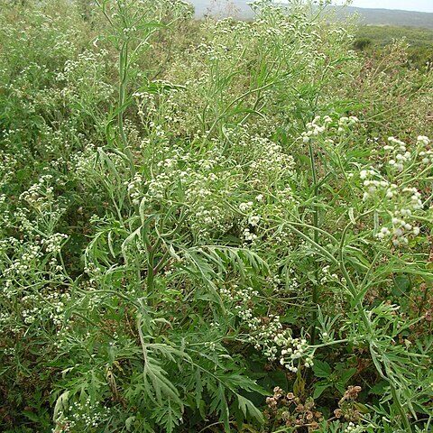 Parthenium unspecified picture