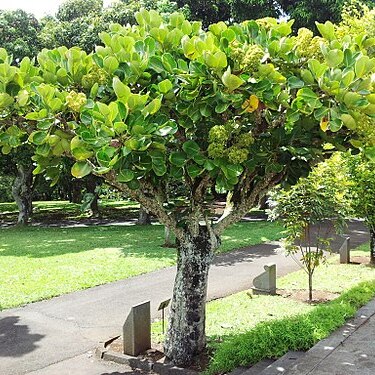 Polyscias maraisiana unspecified picture