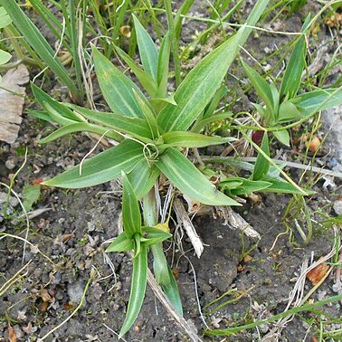 Gentiana siphonantha unspecified picture