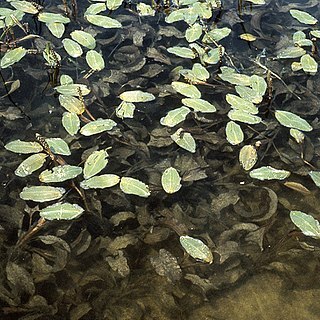 Potamogeton amplifolius unspecified picture