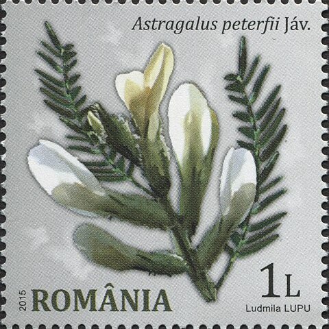 Astragalus peterfii unspecified picture