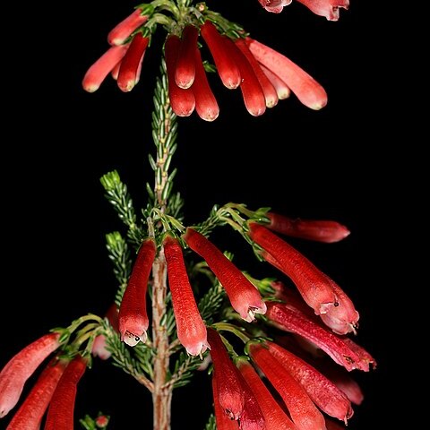 Erica haematosiphon unspecified picture