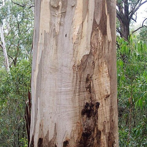 Eucalyptus cypellocarpa unspecified picture