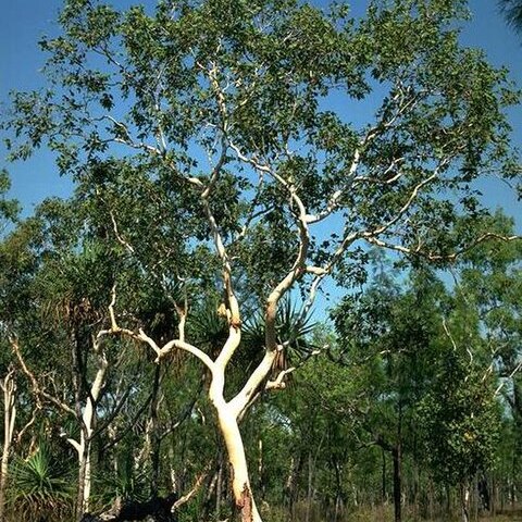 Eucalyptus apodophylla unspecified picture