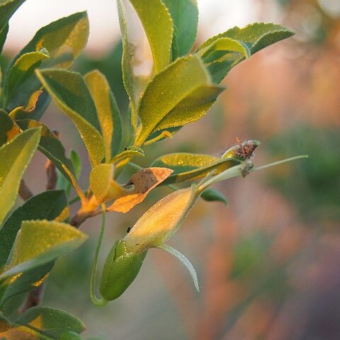 Eremophila serrulata unspecified picture