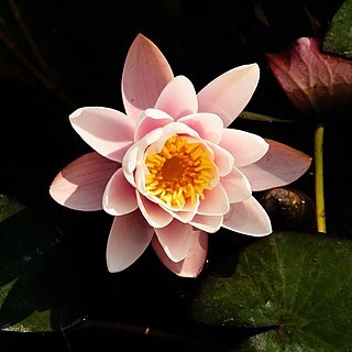 Nymphaea lotus var. thermalis unspecified picture