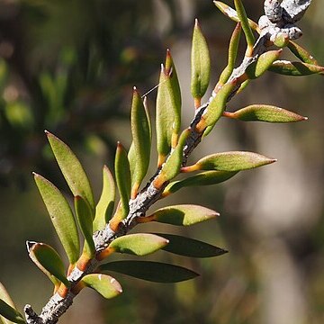 Melaleuca strobophylla unspecified picture