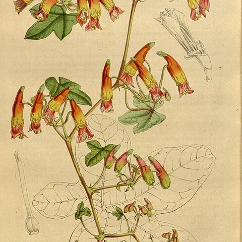 Tropaeolum umbellatum unspecified picture