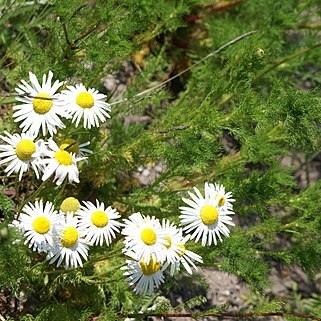 Tripleurospermum unspecified picture