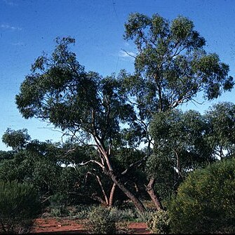 Eucalyptus dolichocera unspecified picture