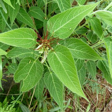 Acalypha brachiata unspecified picture