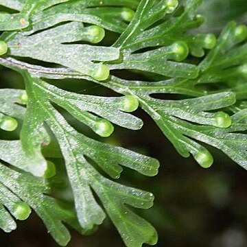 Hymenophyllum flabellatum unspecified picture