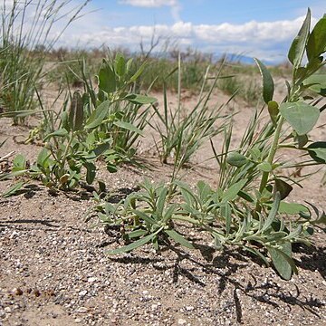 Chenopodium leptophyllum unspecified picture