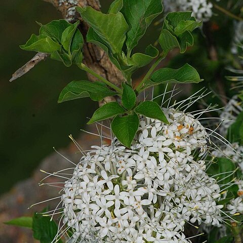 Pavetta cooperi unspecified picture