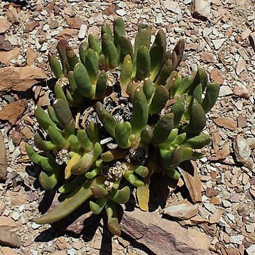 Glottiphyllum surrectum unspecified picture