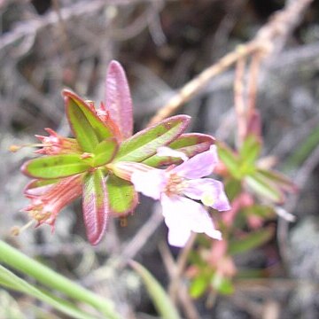 Lythrum maritimum unspecified picture