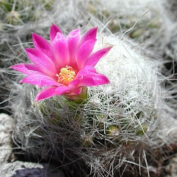 Mammillaria kraehenbuehlii unspecified picture