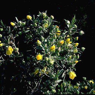 Hibbertia potentilliflora unspecified picture