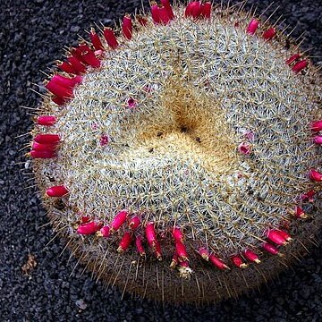 Mammillaria muehlenpfordtii unspecified picture