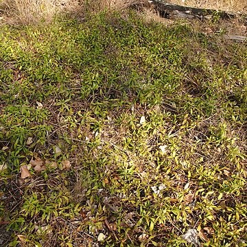 Eremophila debilis unspecified picture