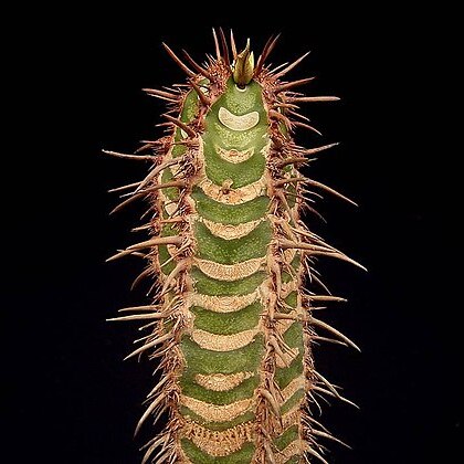 Euphorbia neohumbertii unspecified picture