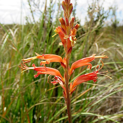 Tritoniopsis antholyza unspecified picture