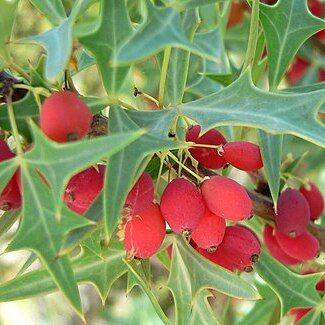 Berberis trifoliolata unspecified picture