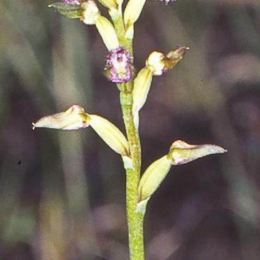 Genoplesium apostasioides unspecified picture