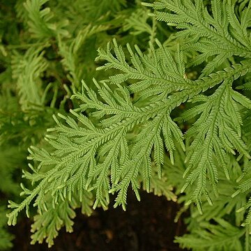 Selaginella ornithopodioides unspecified picture