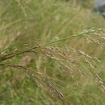 Austrostipa ramosissima unspecified picture