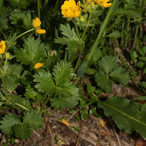 Potentilla flabellifolia unspecified picture