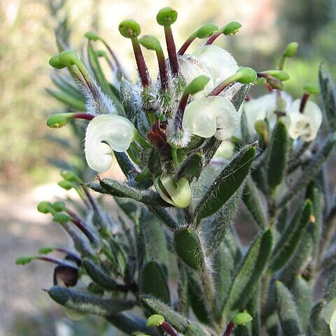 Grevillea jephcottii unspecified picture