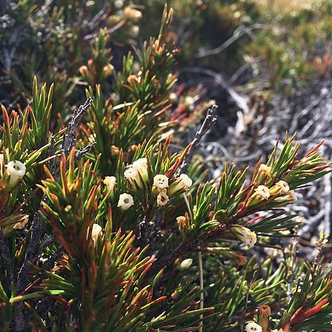 Dracophyllum rosmarinifolium unspecified picture