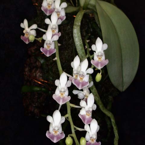 Phalaenopsis parishii unspecified picture