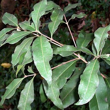 Notelaea venosa unspecified picture