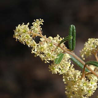 Pomaderris helianthemifolia unspecified picture