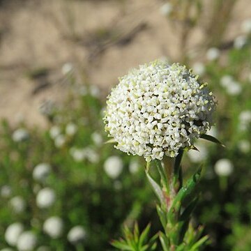 Stoebe aethiopica unspecified picture