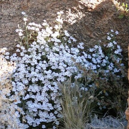 Jamesbrittenia ramosissima unspecified picture