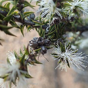 Melaleuca cliffortioides unspecified picture