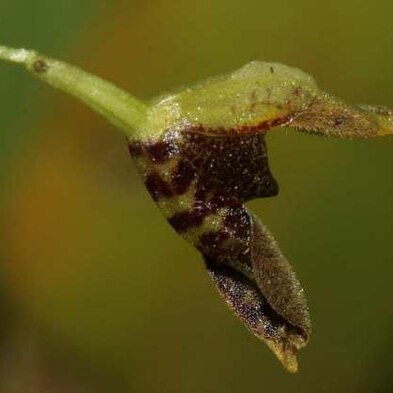 Stelis pellifeloidis unspecified picture