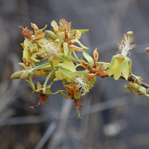 Nayariophyton unspecified picture